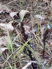 Monotropa hypopitys