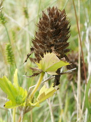 Dracocephalum parviflorum