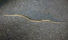 Thamnophis proximus orarius