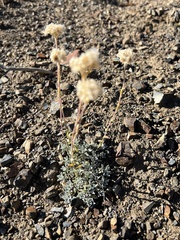 Antennaria parvifolia