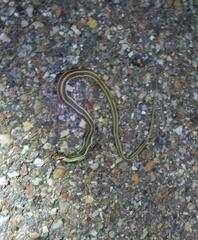 Thamnophis proximus orarius