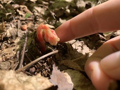 Monotropa hypopitys