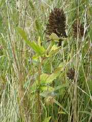 Dracocephalum parviflorum