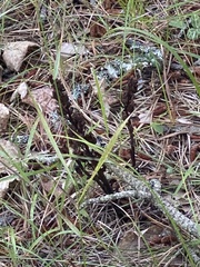 Monotropa hypopitys