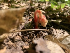 Monotropa hypopitys