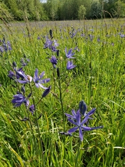 Camassia