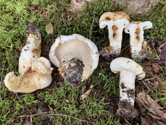Lactifluus deceptivus