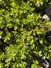 Arctostaphylos uva-ursi