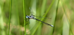 Lestes forcipatus
