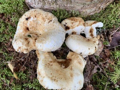 Lactifluus deceptivus