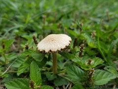 Agrocybe