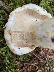 Lactifluus deceptivus