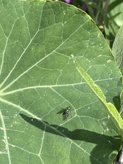 Condylostylus occidentalis