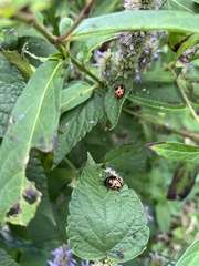 Labidomera clivicollis
