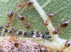Prenolepis imparis