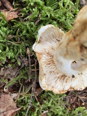 Lactifluus deceptivus