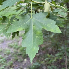 Acer saccharinum
