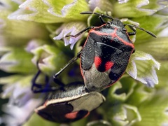 Cosmopepla lintneriana