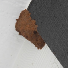 Sceliphron caementarium