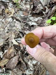 Entoloma luteum