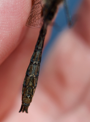 Cordulia shurtleffii