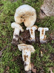 Lactifluus deceptivus