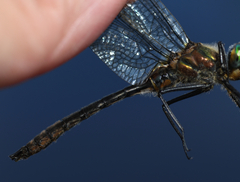 Cordulia shurtleffii