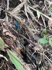 Pseudoxycheila tarsalis