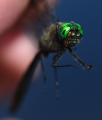 Cordulia shurtleffii