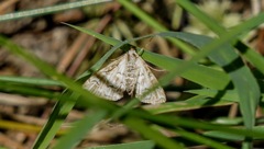 Elophila icciusalis