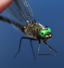 Cordulia shurtleffii