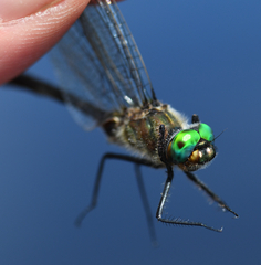 Cordulia shurtleffii