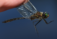 Cordulia shurtleffii