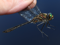 Cordulia shurtleffii