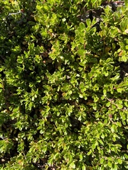 Arctostaphylos uva-ursi