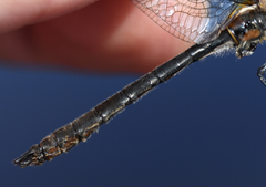 Cordulia shurtleffii