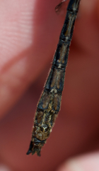 Cordulia shurtleffii