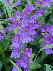 Penstemon cardwellii