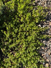 Arctostaphylos uva-ursi