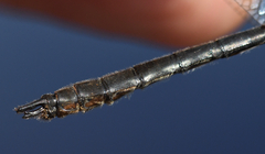 Cordulia shurtleffii