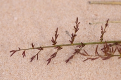 Eragrostis dielsii
