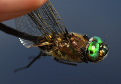 Cordulia shurtleffii