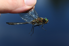 Cordulia shurtleffii