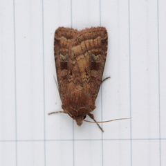Diarsia rubi