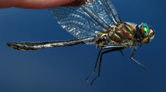 Cordulia shurtleffii