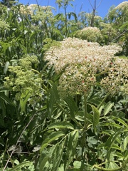 Sambucus javanica