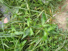 Persicaria maculosa