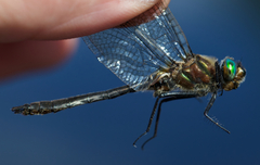 Cordulia shurtleffii