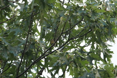 Setophaga fusca