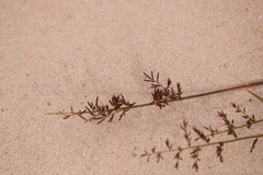 Eragrostis dielsii